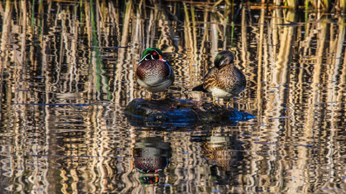 Pair of wood ducks swimming in lake