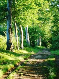 Trees in forest