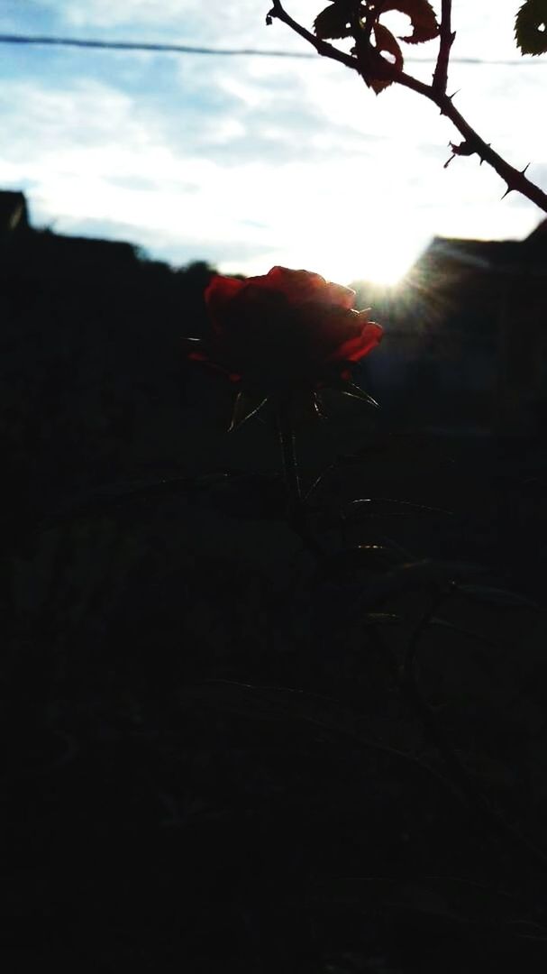 plant, sky, nature, silhouette, sunset, beauty in nature, no people, close-up, flower, flowering plant, growth, fragility, freshness, outdoors, focus on foreground, vulnerability, red, tree, cloud - sky, petal, flower head