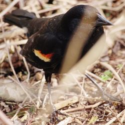 Close-up of bird on field