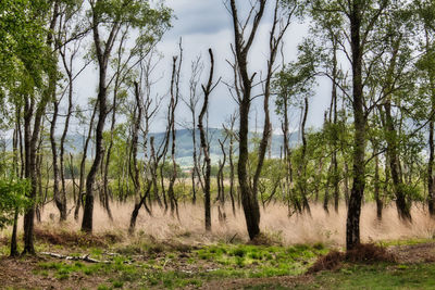 Trees on field against sky