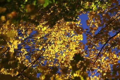 Low angle view of yellow flower tree