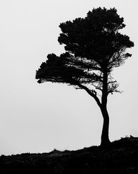 Low angle view of silhouette tree against clear sky