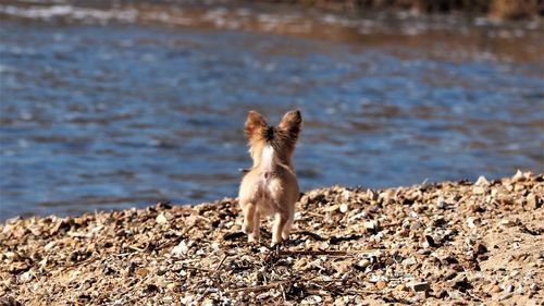 Dog standing on beach