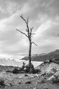 Bare tree on rock against sky