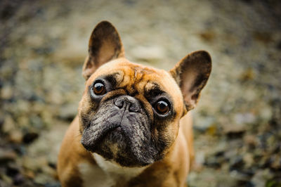 Portrait of dog at park