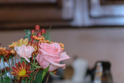 Close-up of pink flowering plant