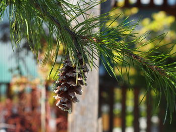 Close-up of pine tree