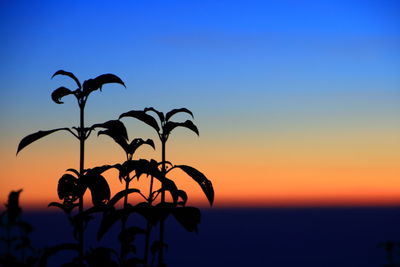 Close-up of silhouette bird against clear sky