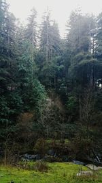 Close-up of trees in forest