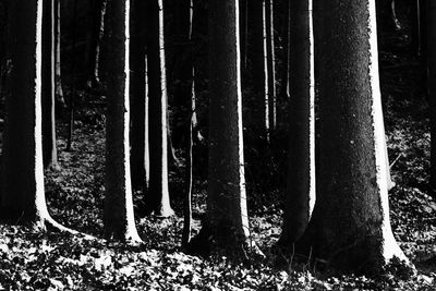 Low section of trees in forest