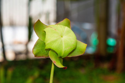 Close-up of green leaves