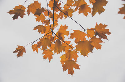 Low angle view of maple leaves against clear sky