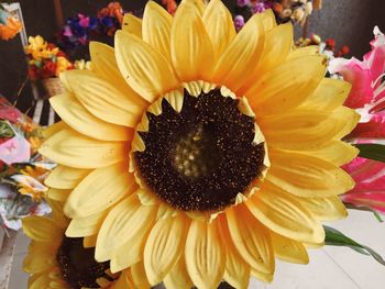 Close-up of yellow flower