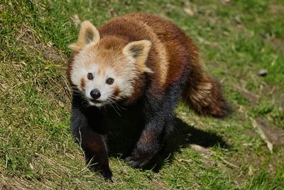 Close-up of red panda on field