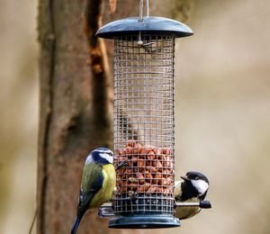 Bird perching on a feeder