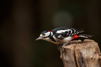 Close-up of bird perching on wood