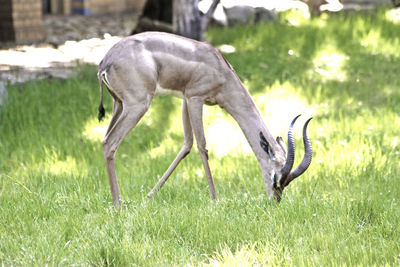 Deer grazing on field