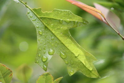 Close-up of wet plant leaves