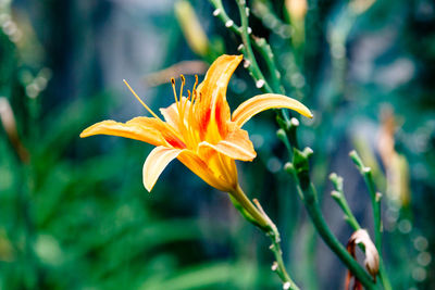 Close-up of yellow flower