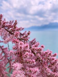 Close-up of pink cherry blossoms against sky