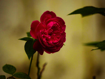 Close-up of red rose blooming outdoors