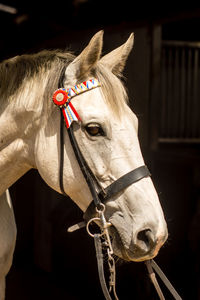 Close-up of horse