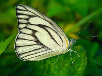 Close-up of butterfly on plant