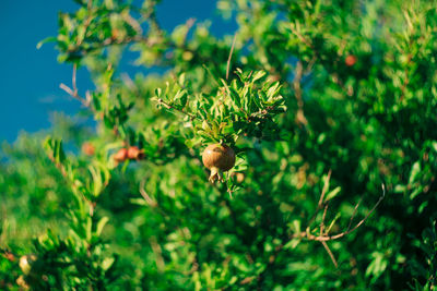 Close-up of fruits growing on tree