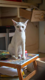 Portrait of cat sitting on table at home