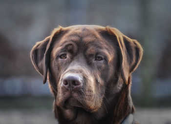 Close-up portrait of dog