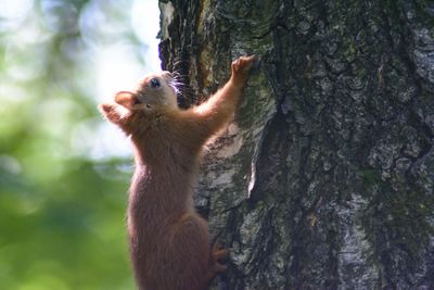 Squirrel on tree trunk