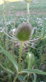 Close-up of dandelion growing in field