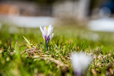 Close-up of purple crocus flowers on field