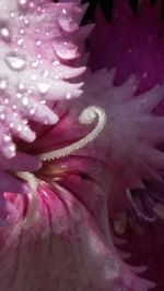 Close-up of pink flowers