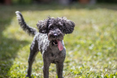 Portrait of dog standing on grass