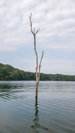 Bare tree by lake against sky