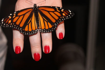 Close-up of butterfly on hand