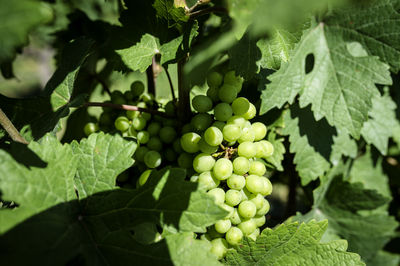 Close-up of grapes growing in vineyard