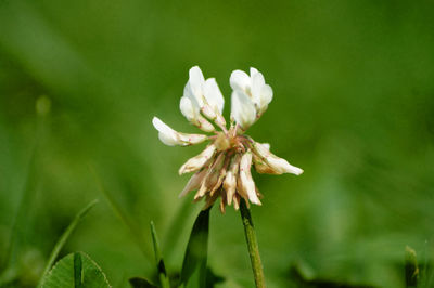 Close-up of white flowering plant