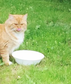 Cat sitting on grass
