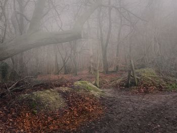 View of bare trees in forest