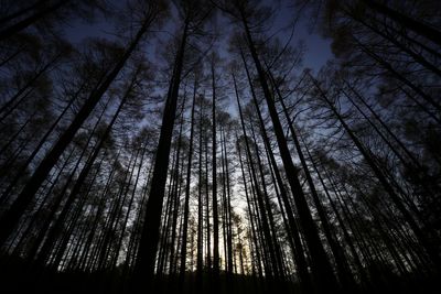 Low angle view of trees in forest