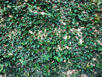 Full frame shot of ivy growing on plant