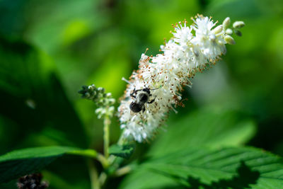 Close-up of honey bee on flowering plant