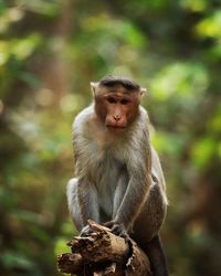 Monkey sitting on tree