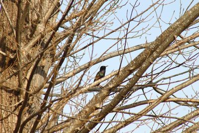 Low angle view of bird perching on tree against sky