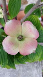 Close-up of pink flowers