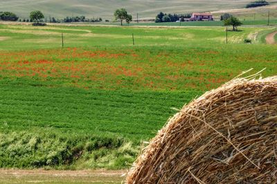 Scenic view of agricultural field