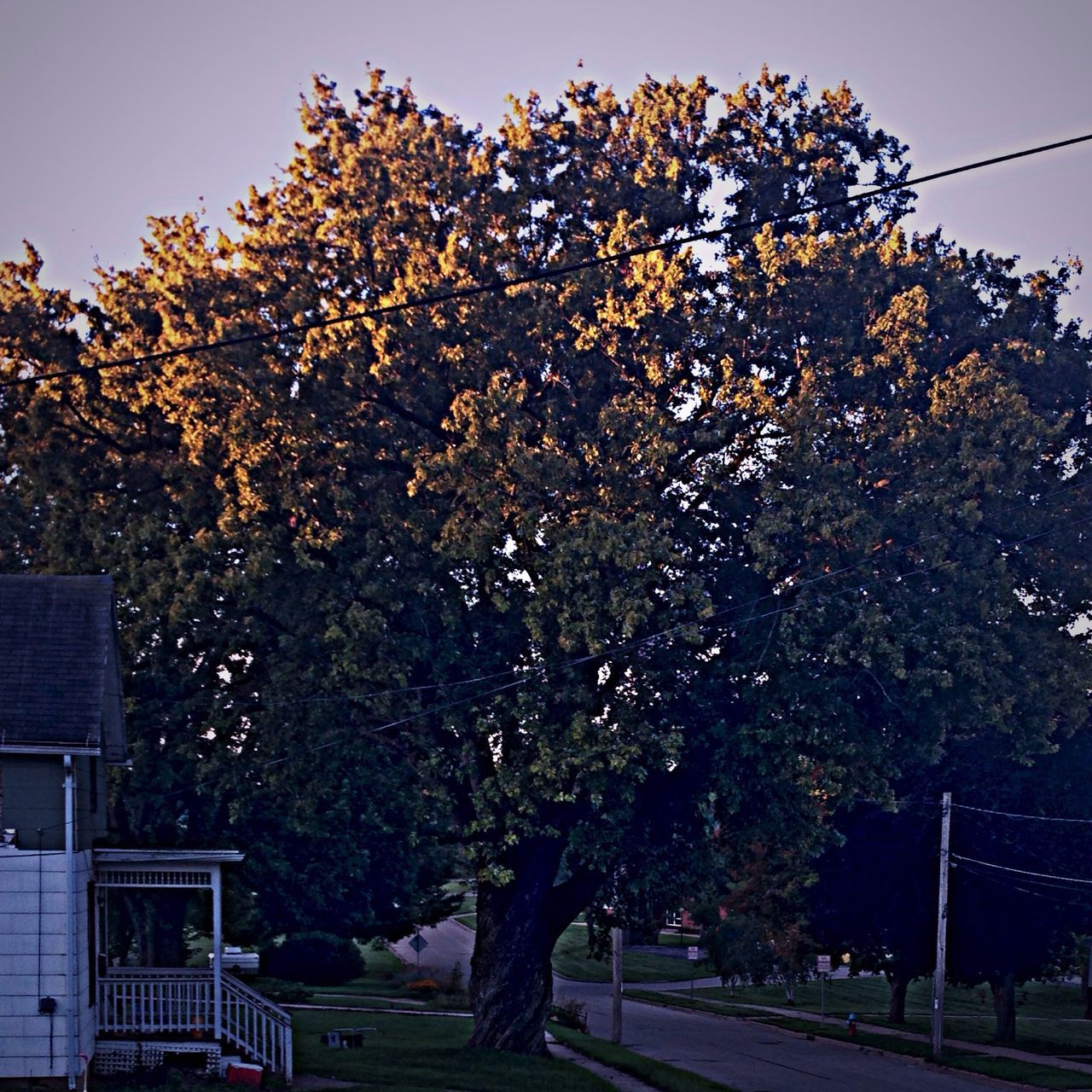 tree, building exterior, clear sky, branch, built structure, architecture, flower, growth, low angle view, house, sky, nature, outdoors, day, residential structure, beauty in nature, residential building, sunlight, no people, blossom